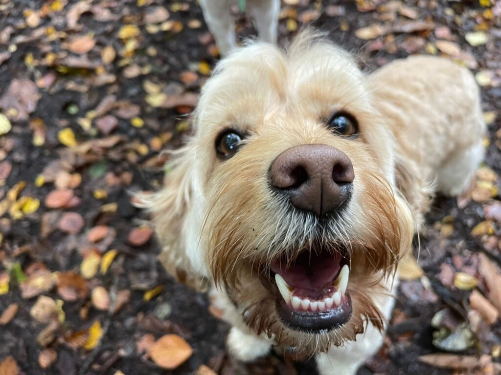 5 Tips For Helping Your Newly Adopted Dog to Adjust Green Dog Walking