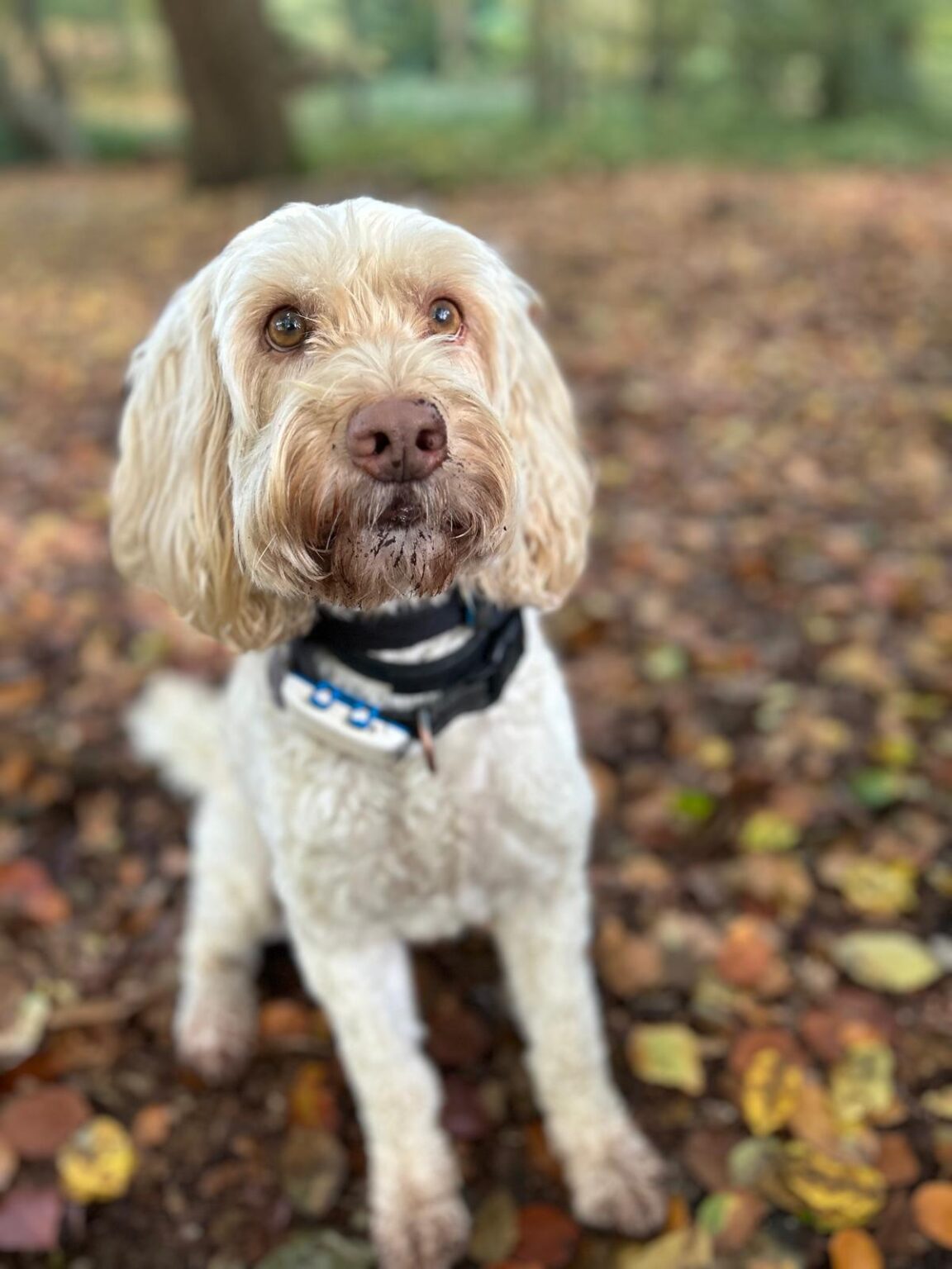 15 UK Dog Rescues and Charities to Consider Adopting a Dog From - Green ...