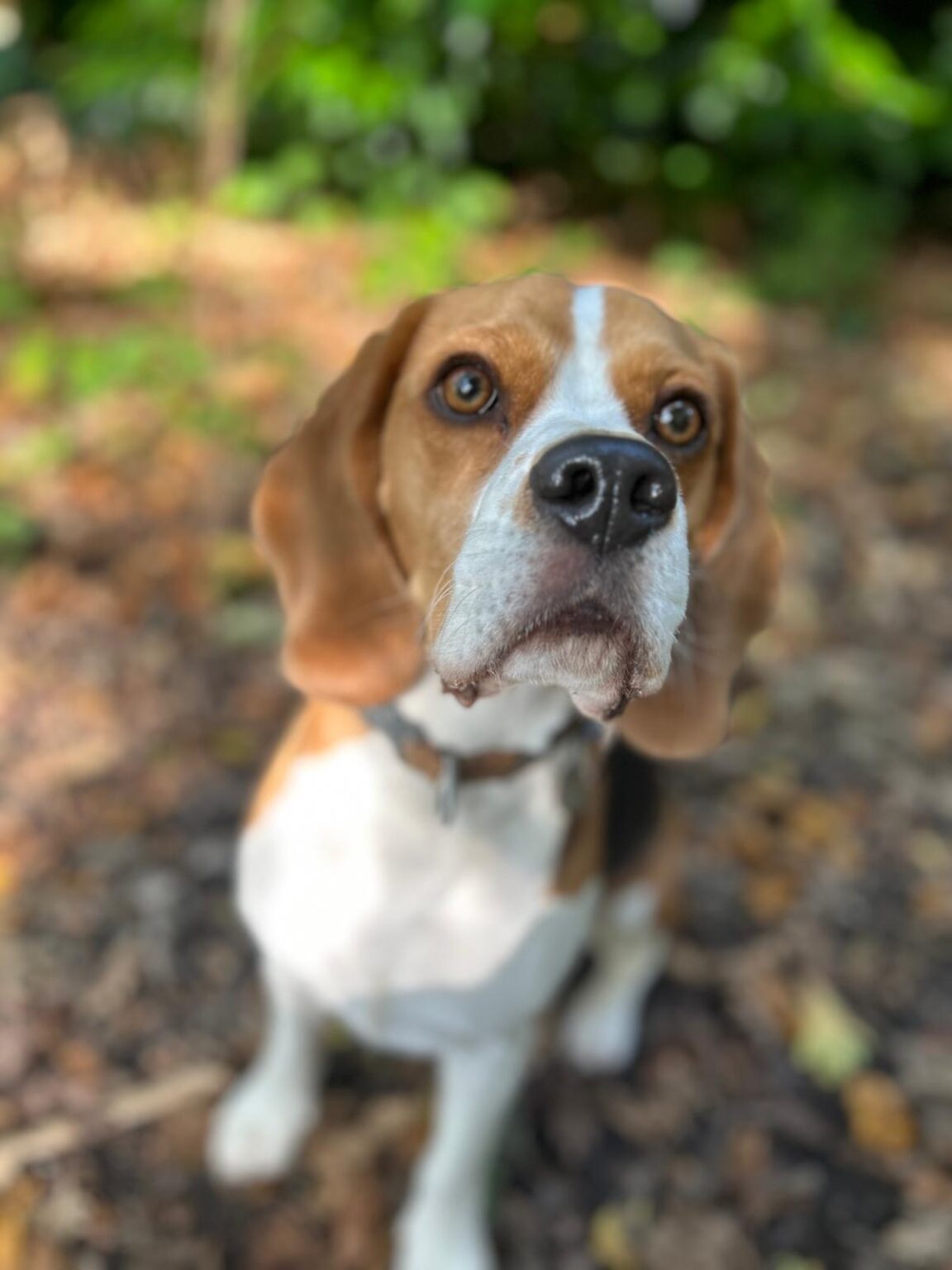 15 UK Dog Rescues and Charities to Consider Adopting a Dog From - Green ...